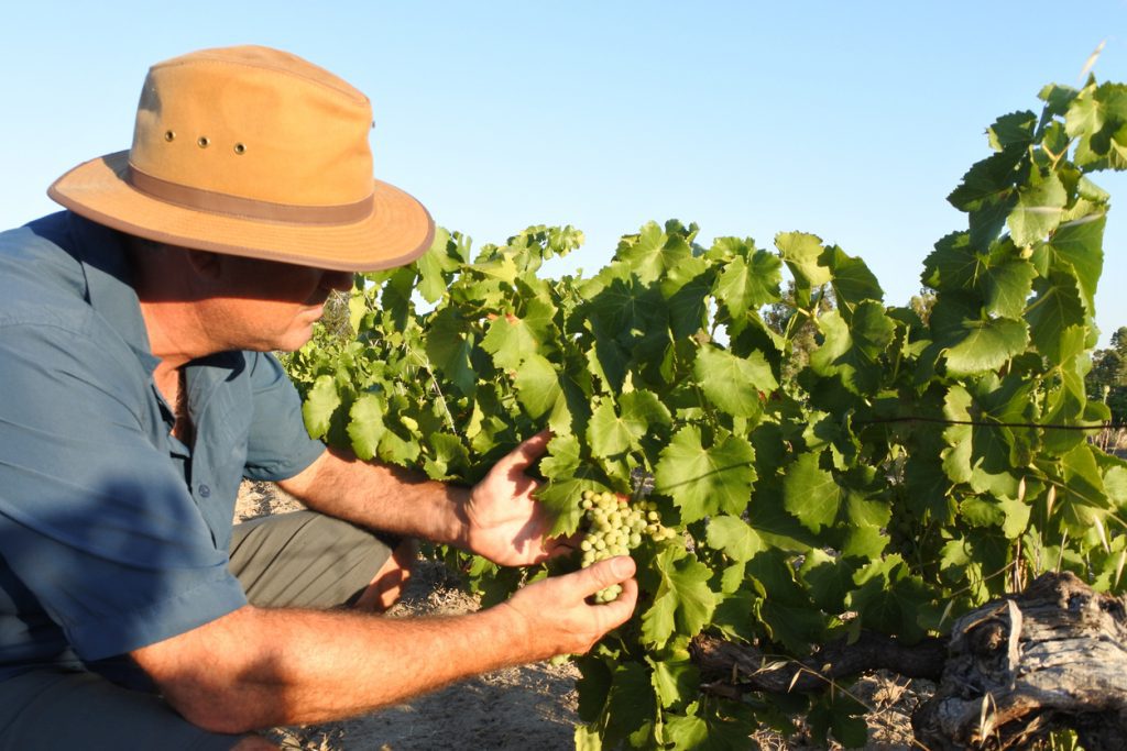 Australian farmer in a vineyard in Swan Vally near Perth in Western Australia - Viking Travel