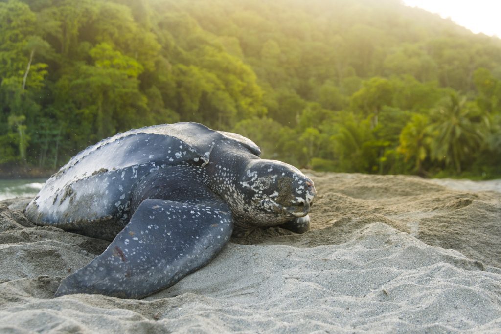 Beautiful Leatherback Turtle - Viking Travel 