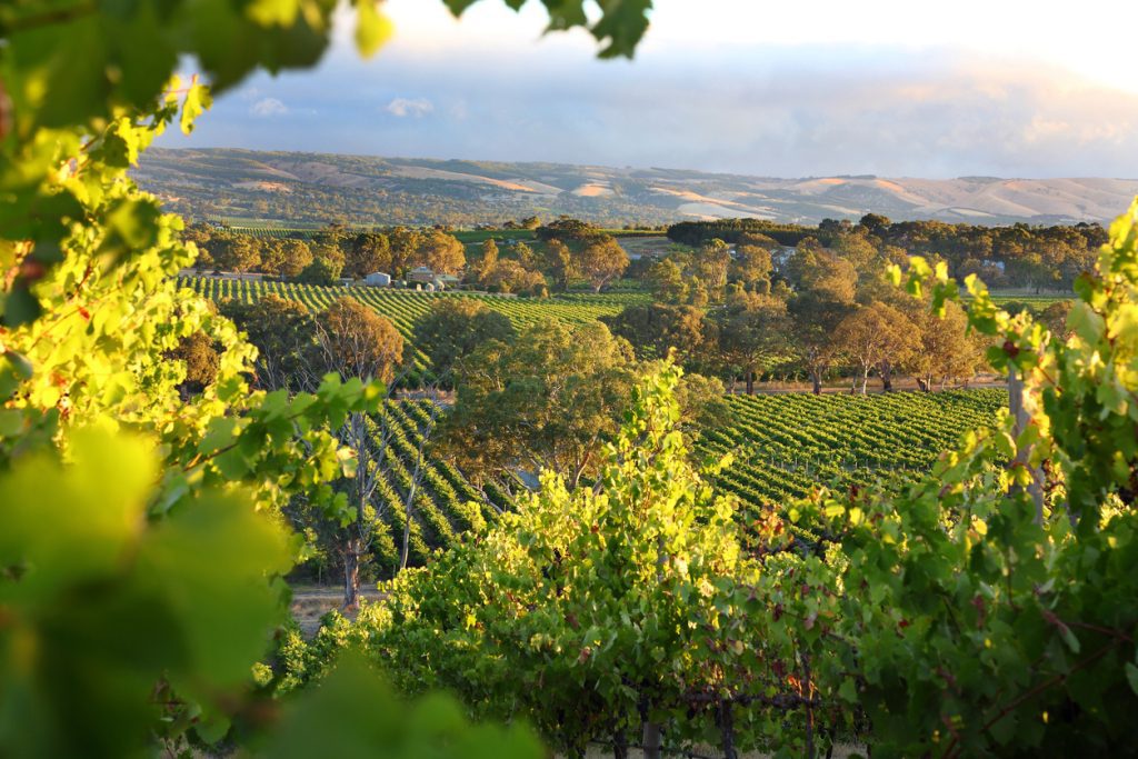 McLaren Vale, South Australia - Viking Travel