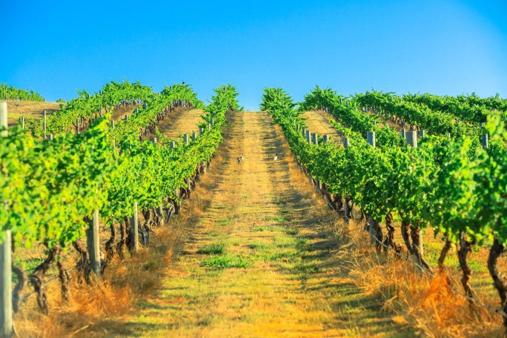 Margaret River Vineyard in Australia - Viking Travel 